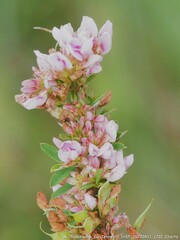 Lespedeza virginica