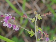 Lespedeza procumbens