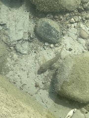 Neogobius melanostomus