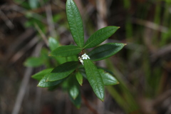 Logania albiflora