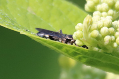 Syritta pipiens