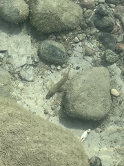 Neogobius melanostomus