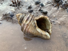 Neptunea decemcostata