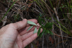 Logania albiflora