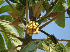 Cecropia pachystachya