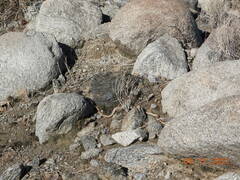 Masticophis flagellum piceus