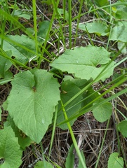 Arnica cordifolia