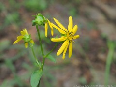 Silphium asteriscus