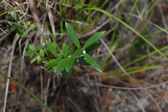 Logania albiflora