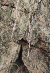 Elymus sibiricus