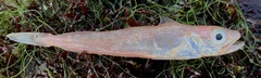 Actinopterygii