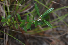 Logania albiflora