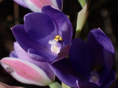 Thelymitra ixioides