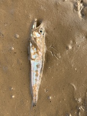 Actinopterygii