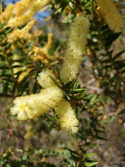 Acacia oxycedrus
