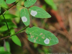 Anarsioses aberrans