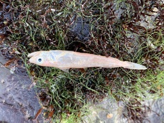 Actinopterygii