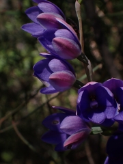 Thelymitra ixioides