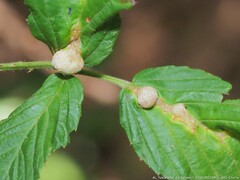 Neolasioptera farinosa