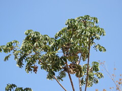 Cecropia pachystachya