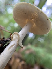Amanita multisquamosa
