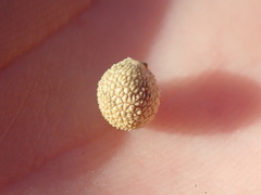 Acraspis quercushirta