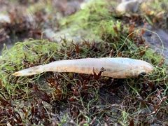 Actinopterygii