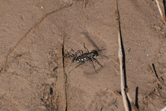 Cicindela ocellata