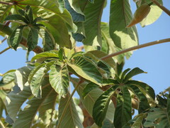 Cecropia pachystachya