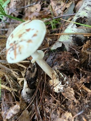 Amanita multisquamosa
