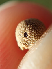 Acraspis quercushirta