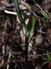 Thelymitra ixioides