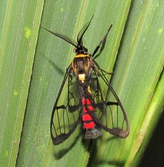 Argyroeides sanguinea