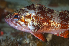 Sebastes miniatus