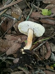 Hypomyces microspermus