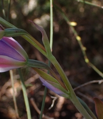 Thelymitra ixioides