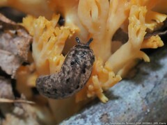 Philomycus carolinianus