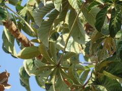 Cecropia pachystachya
