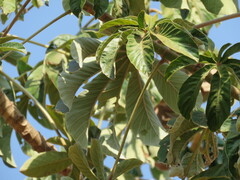 Cecropia pachystachya