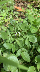 Nasturtium officinale