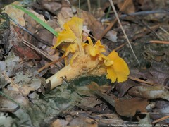 Cantharellus lateritius