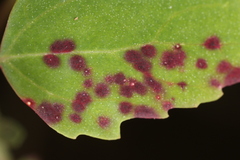 Norvellina chenopodii