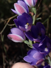 Thelymitra ixioides