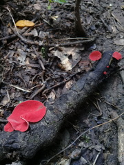 Sarcoscypha coccinea