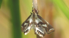 Chrysendeton imitabilis