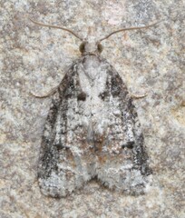 Platynota idaeusalis