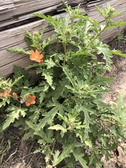 Sphaeralcea hastulata