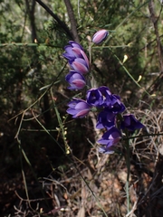 Thelymitra ixioides