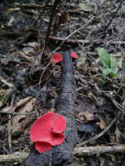 Sarcoscypha coccinea