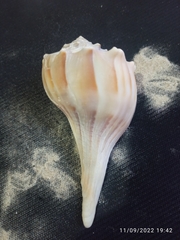 Sinistrofulgur sinistrum